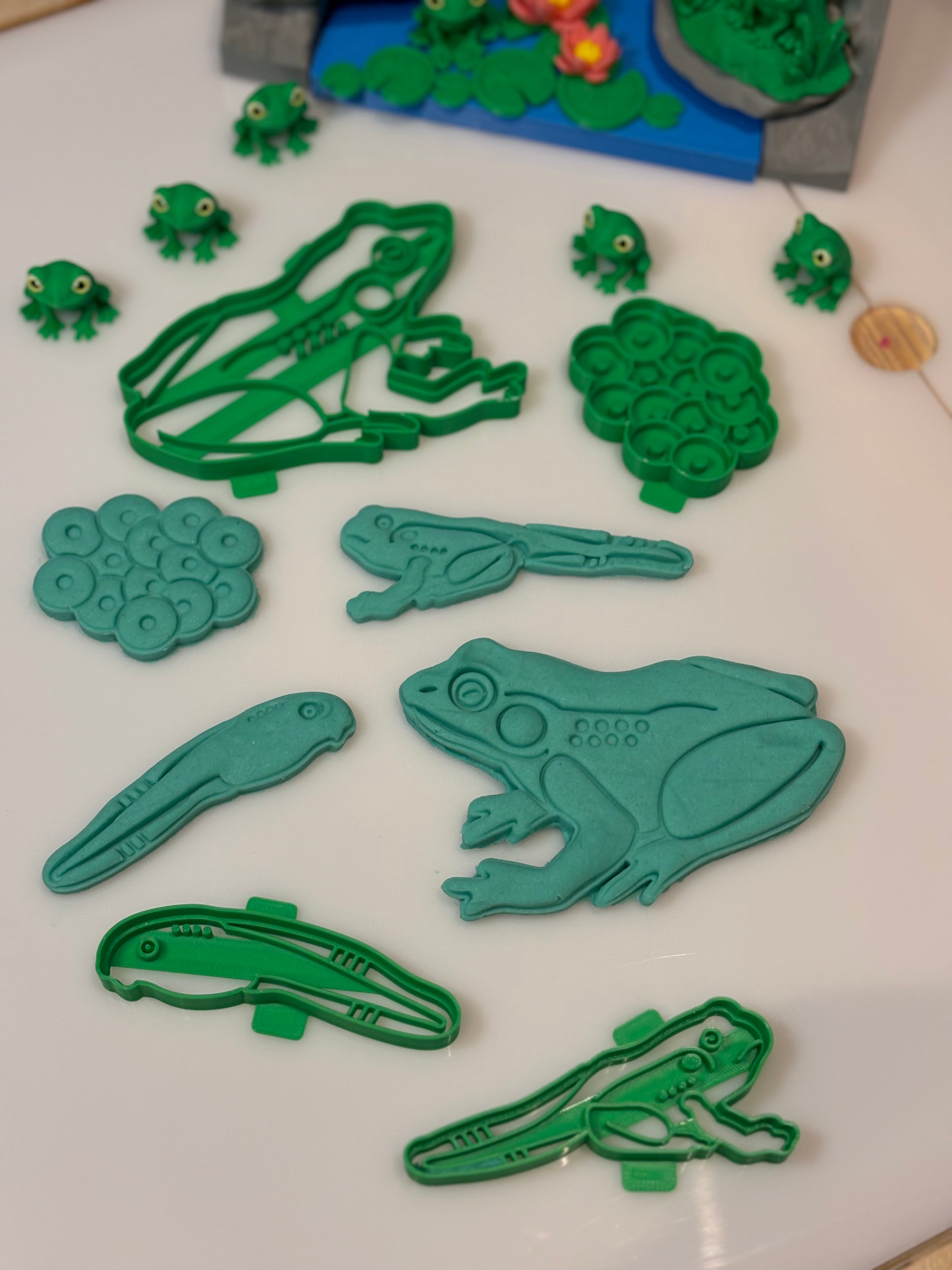 Life cycle of a frog cutters (set of 4)