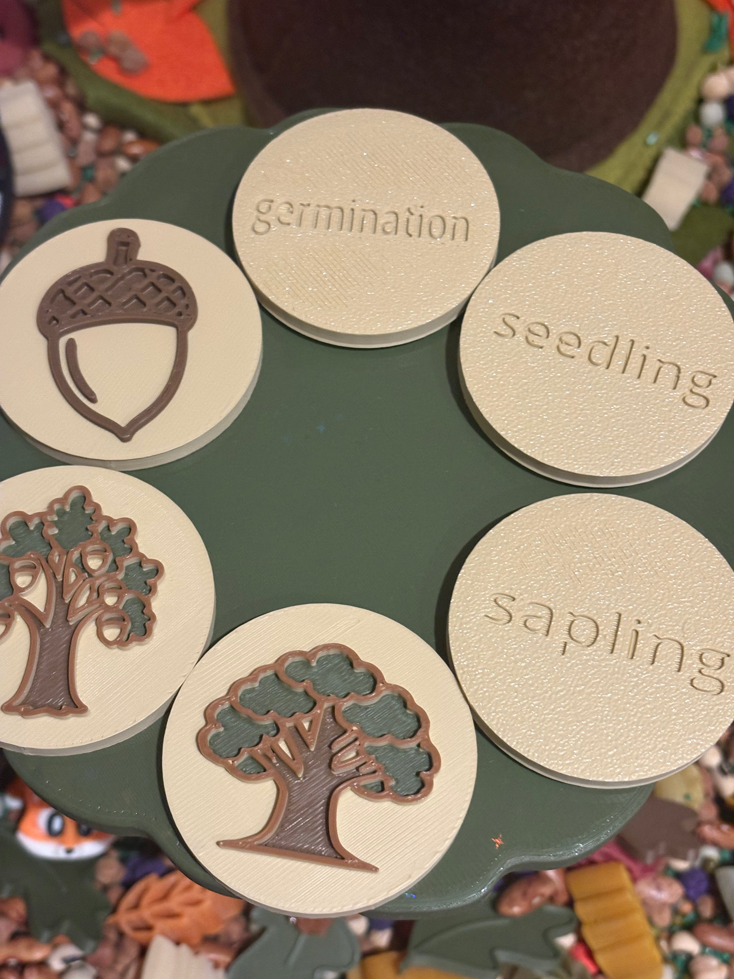 The life cycle of an oak tree discs