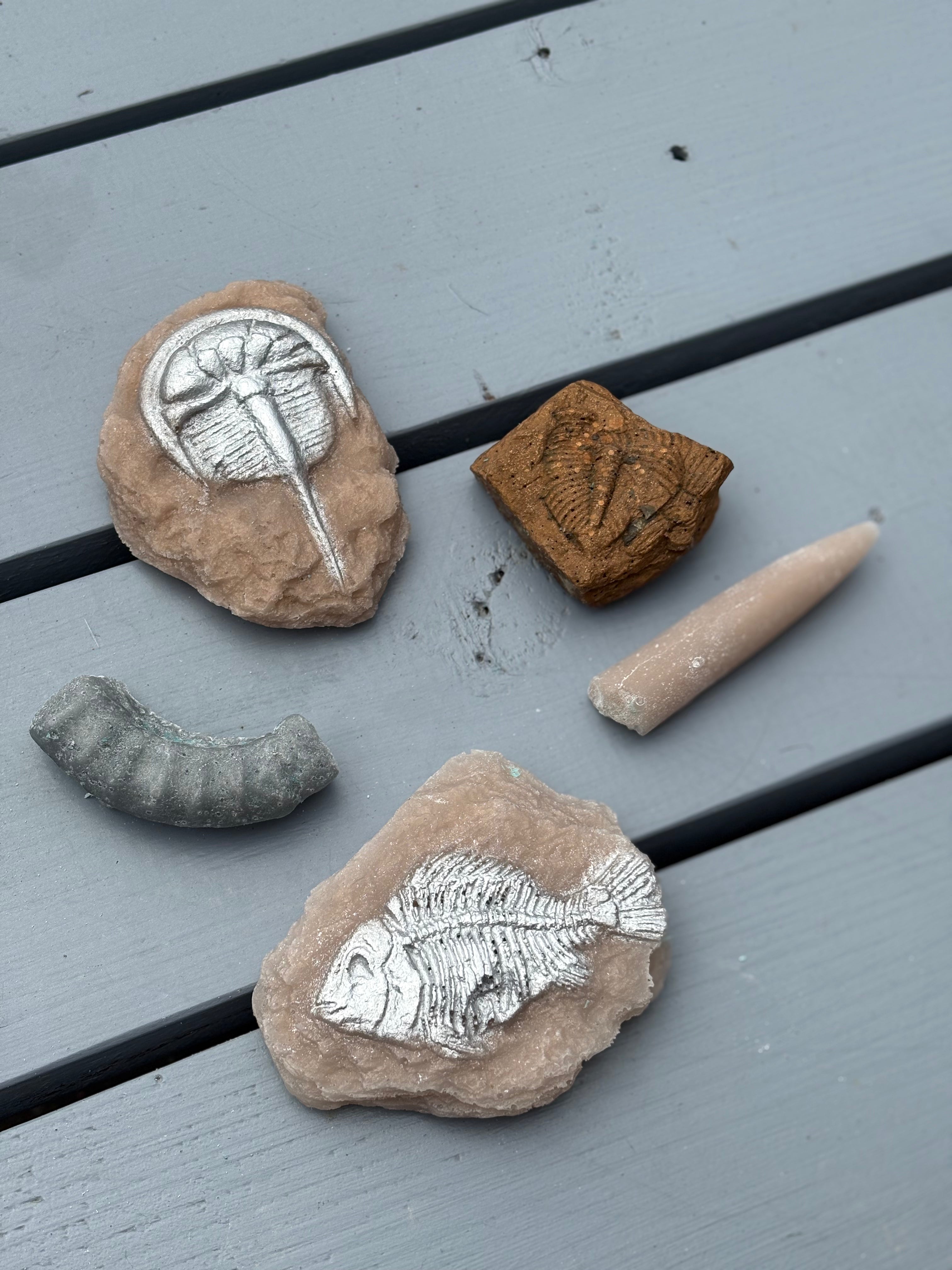 Set of Fossils